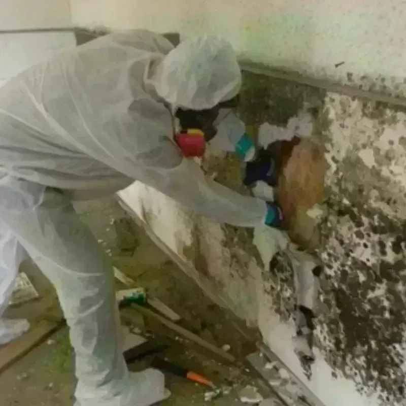 Mold Remediation and Removal in Meyersdale, PA